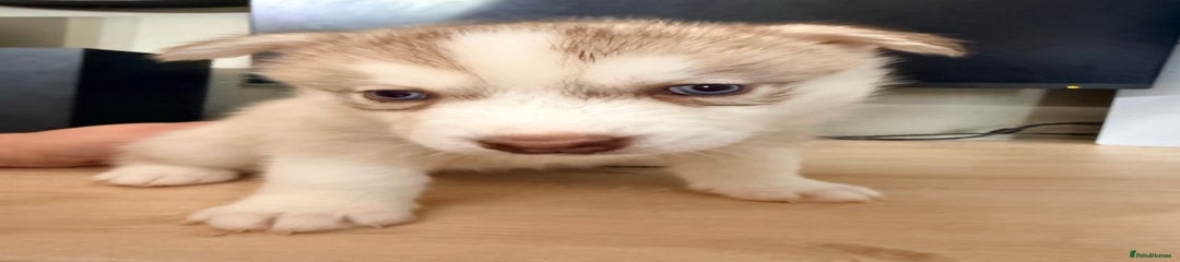 Siberian Husky Puppy 4