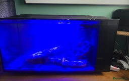 Other/Mixed Breed fish for sale: Complete marine set up with clowns - Image 2