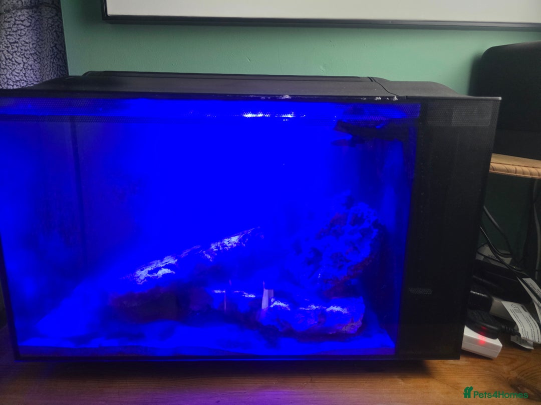 Other/Mixed Breed fish for sale: Complete marine set up with clowns - Image 2