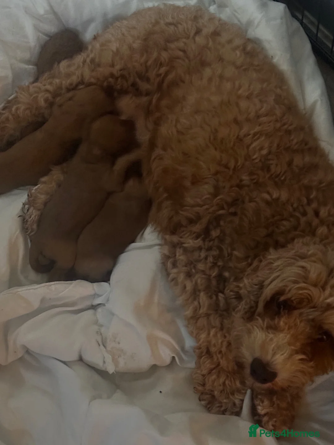 Cockapoo dogs for sale: ❤️🐾Stunning dark fox red F1b cockapoos 🐾❤️ - Advert 2