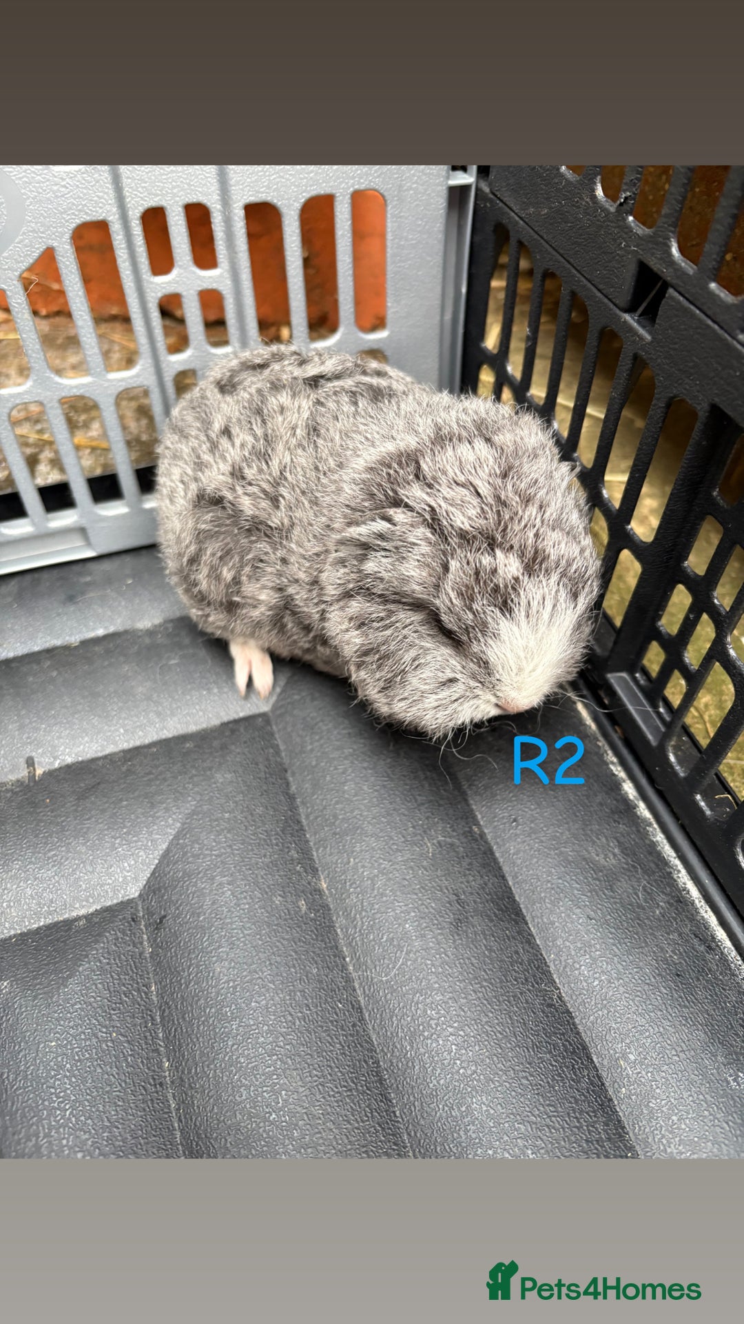 Guinea Pig rodents for sale: Baby Swiss guinea pigs for sale  - Advert 2