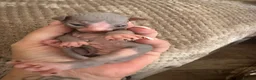 Sphynx cats for sale: Stunning lilac and blue sphynx  - Advert 8