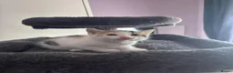 Mixed Breed cats for sale: Mainecoonx kittens  - Advert 7
