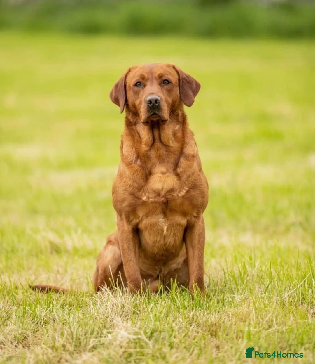 Labrador Retriever dogs for sale: Working labrador puppies for sale - Advert 3