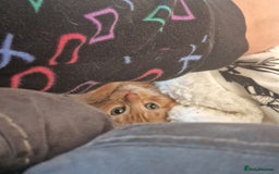 British Shorthair cats for sale: Gorgeous kittens for sale  - Advert 5