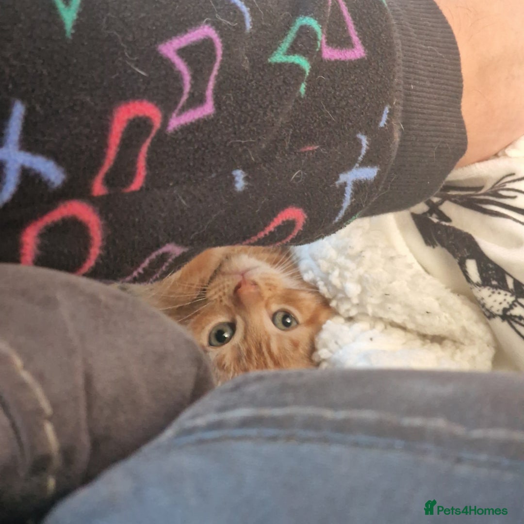 British Shorthair cats for sale: Gorgeous kittens for sale  - Advert 5