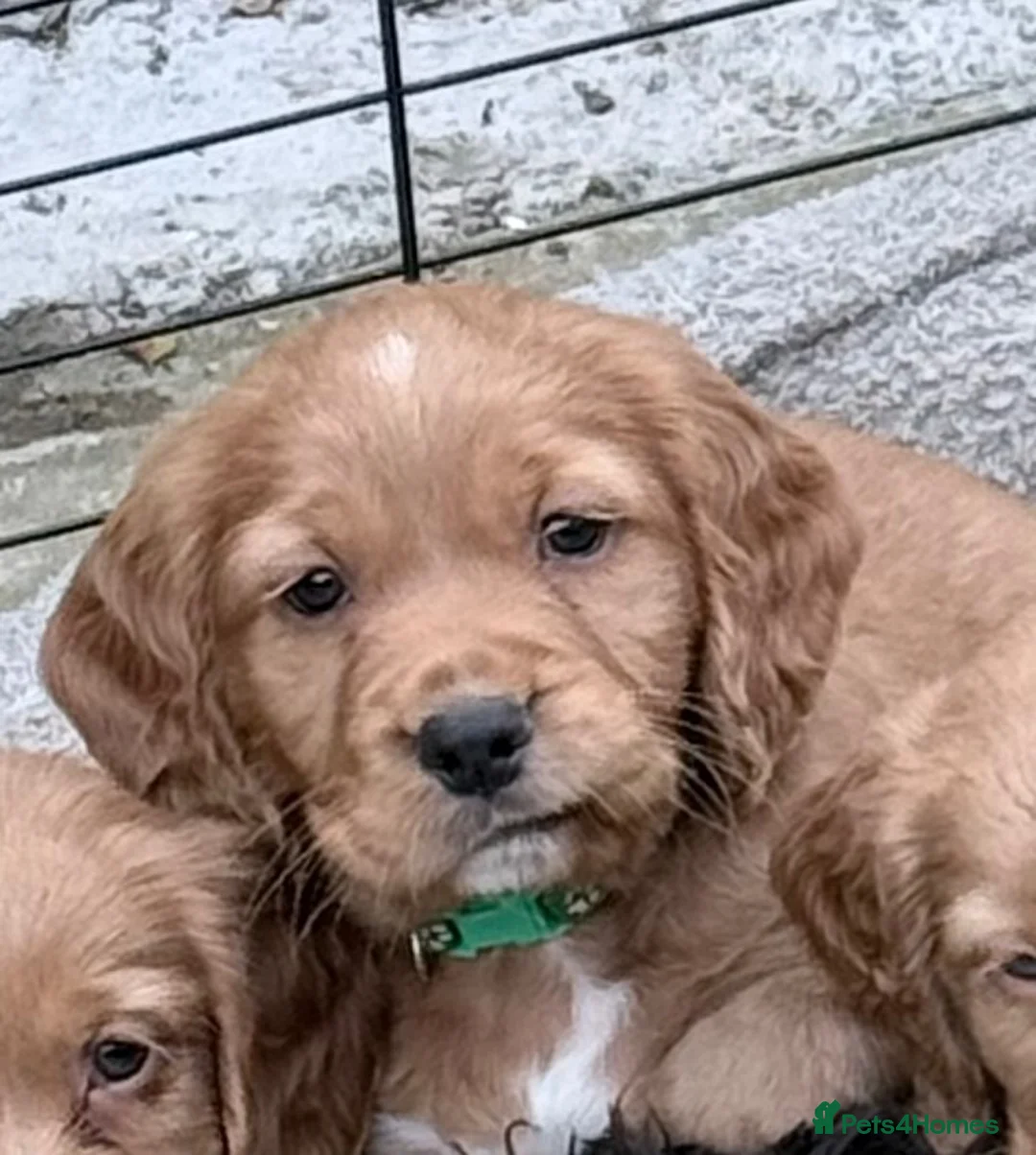 Cocker Spaniel dogs for sale: Stunning Cocker Spaniel puppies 🩷 - Advert 2