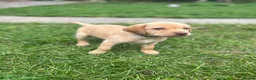 Labrador Retriever dogs for sale: KC Registered Labrador Puppies - Advert 12