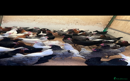 Chickens poultry for sale: (Various breeds) of point of lay pullets - Image 1