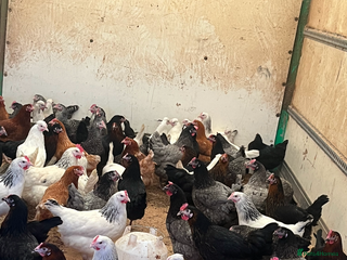 Chickens poultry - Advert 17