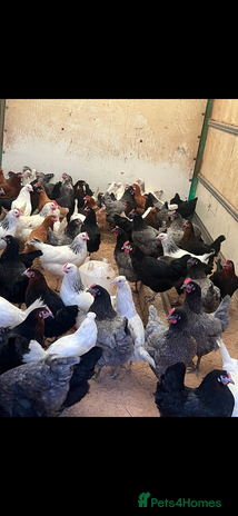 Chickens poultry - Advert 1