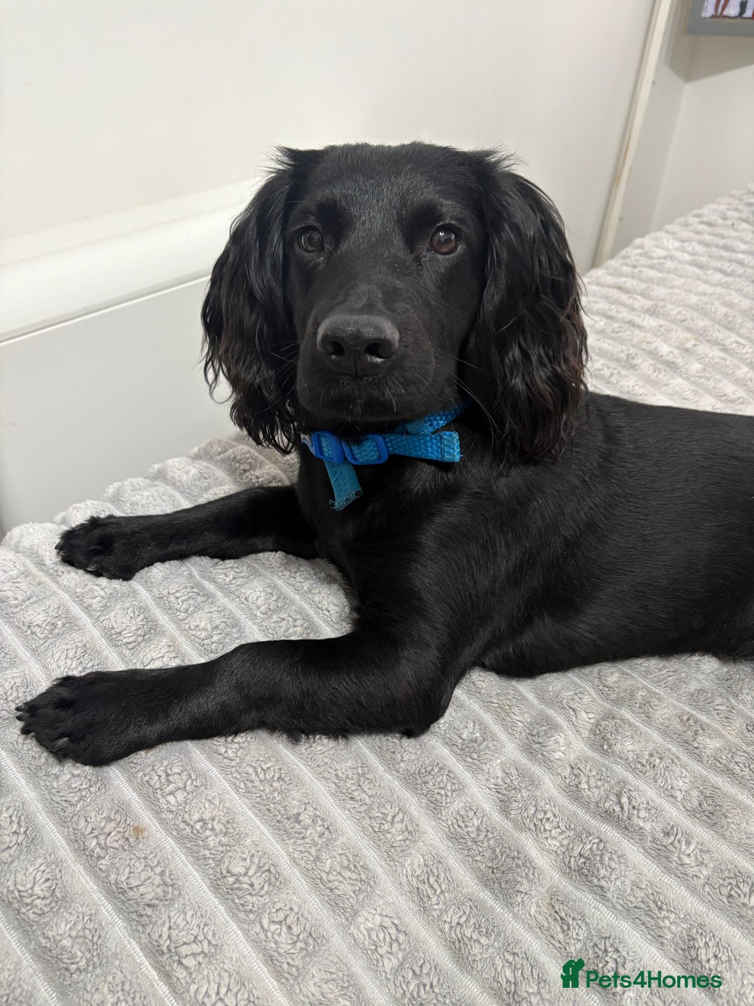 Cocker Spaniel dogs for sale: Working cocker spaniel  - Advert 11