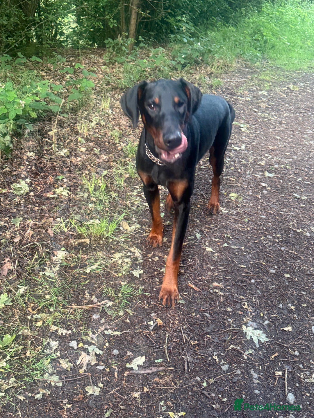 Dobermann dogs for sale: Duke 15 months old Doberman  - Advert 5
