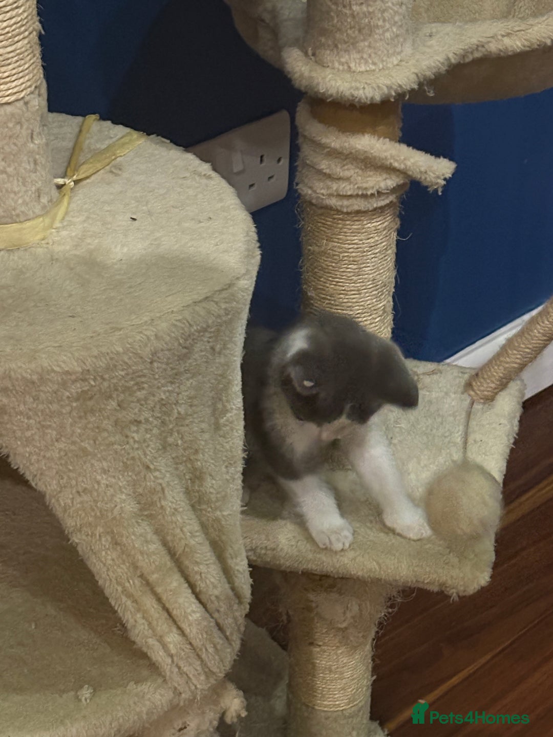 Domestic Shorthair cats for sale: Forever homes needed  - Image 8