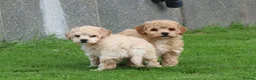 Poochon dogs for sale: Beautiful Poochon puppies for sale  - Advert 18