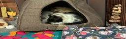 Guinea Pig rodents for sale: 3 female guinea pigs for sale (set up included) - Advert 3