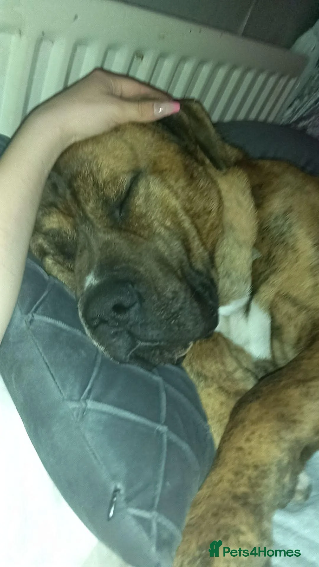Presa Canario dogs for stud: Presa canario for studding in Sevenoaks - Advert 1