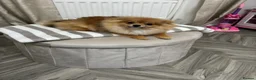 Pomeranian dogs for sale: Beau - Beau Kc Russian tiny Pomeranian  - Advert 9