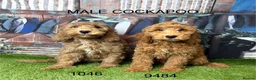 Cockapoo dogs for sale: Stunning Cockapoo Puppies  - Advert 2