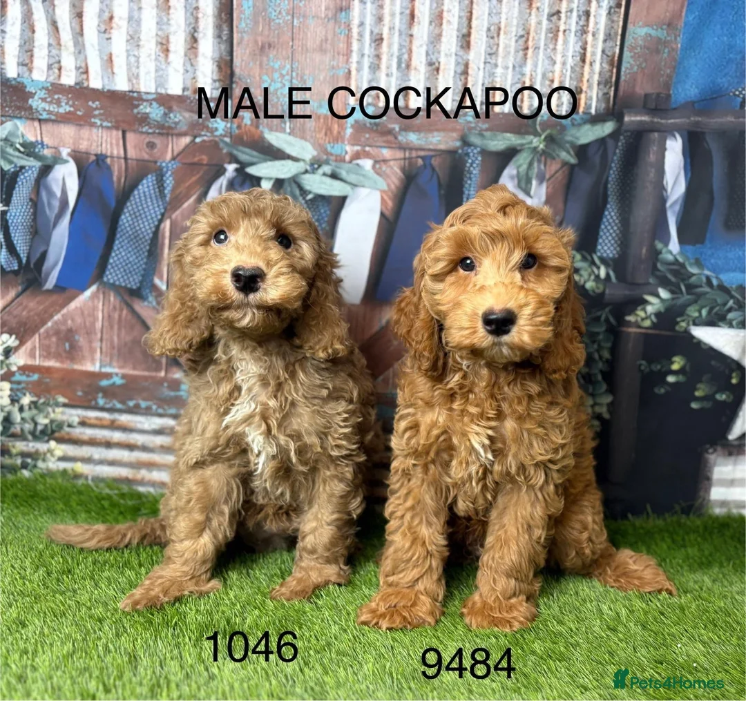Cockapoo dogs for sale: Stunning Cockapoo Puppies  - Advert 2