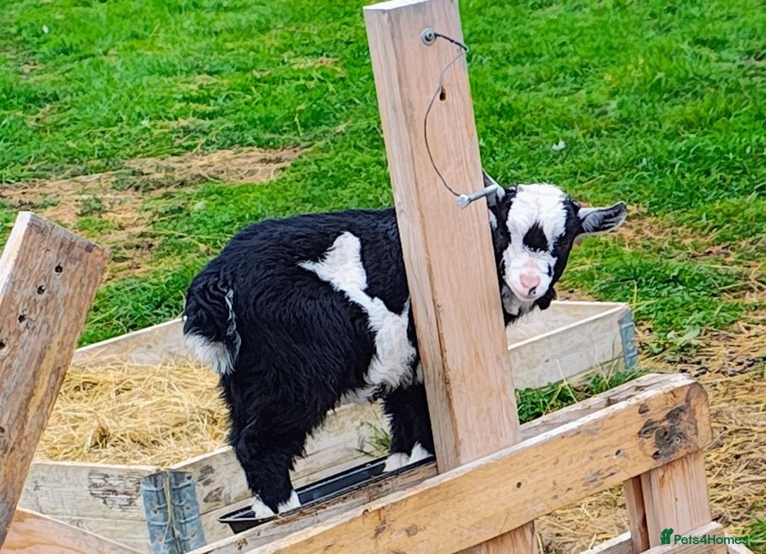 Goats livestock for sale: 2 pygmy whethers - Advert 2