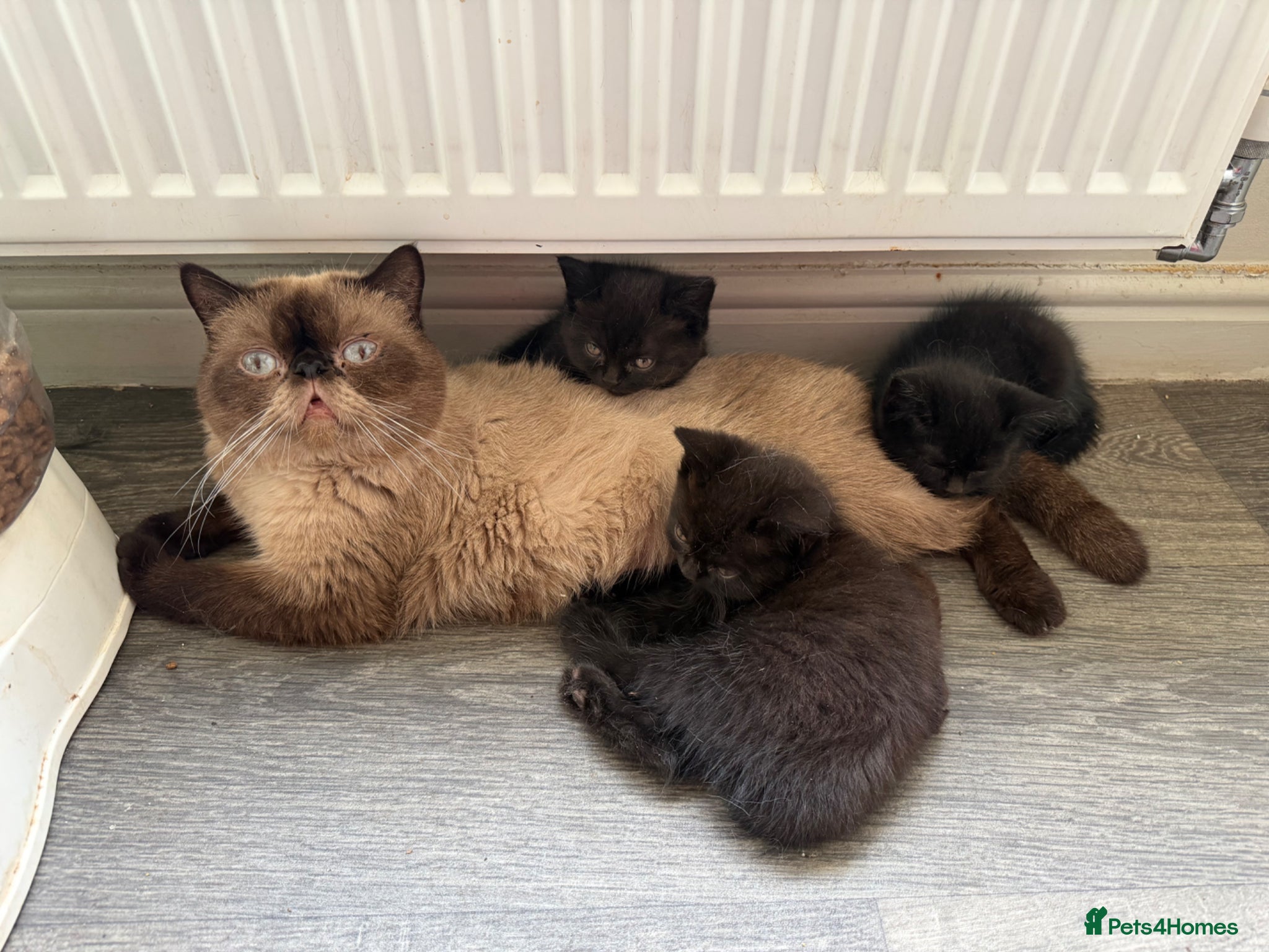 Mixed Breed cats Persian cross kittens for sale  - Advert 6