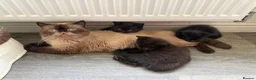 Mixed Breed cats for sale: Persian cross kittens for sale  - Advert 1