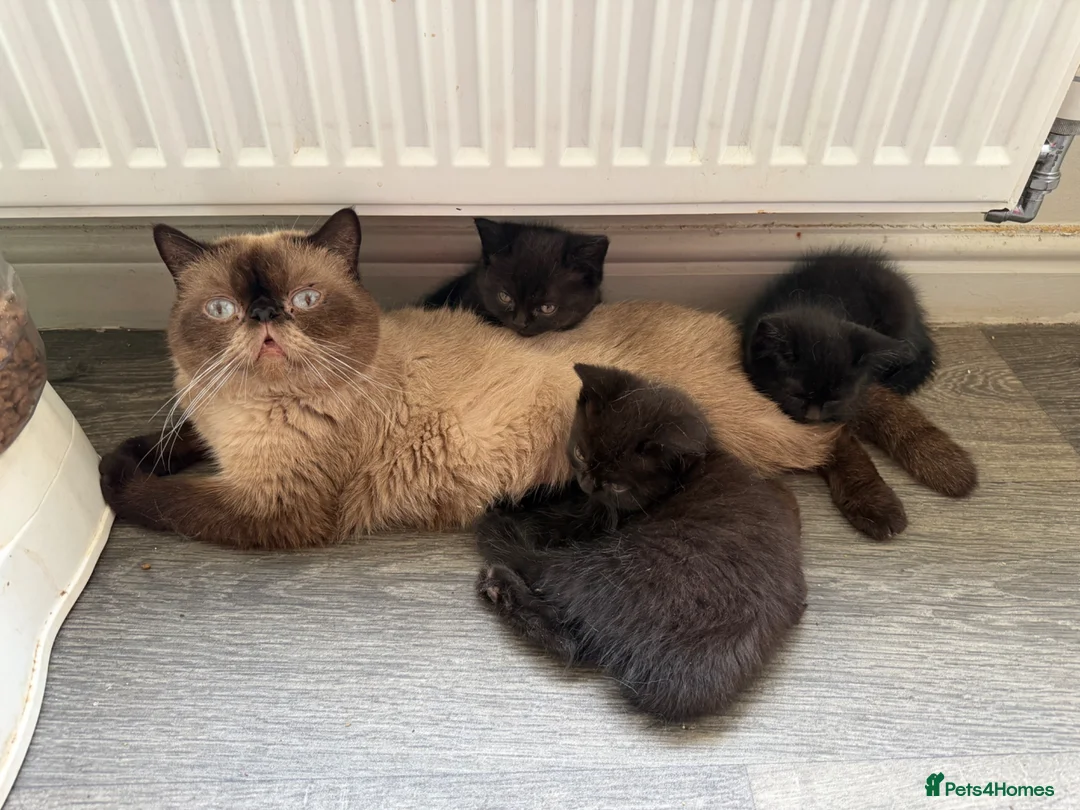 Mixed Breed cats for sale: Persian cross kittens for sale  - Advert 1