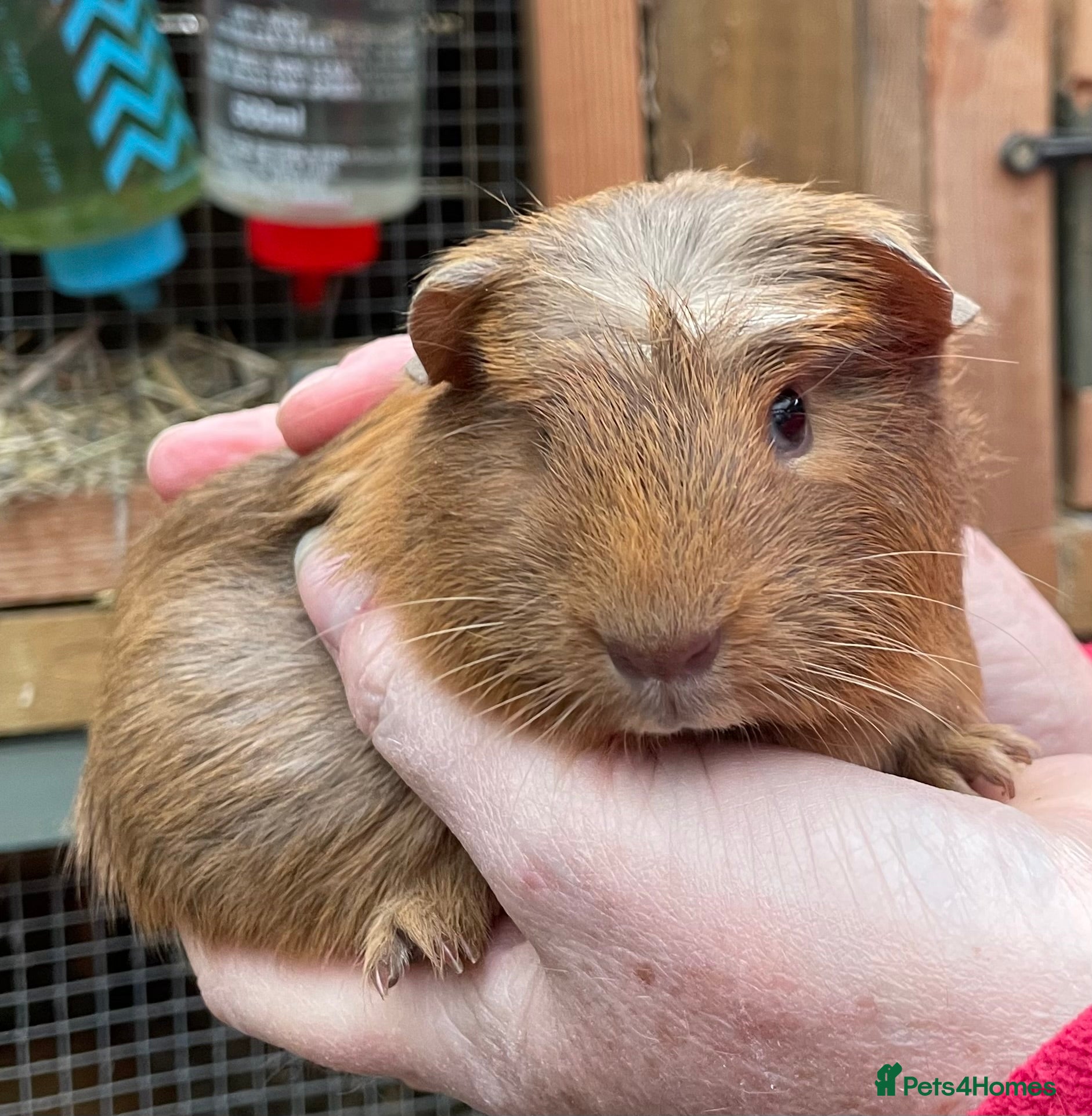 Guinea Pig rodents Baby Guinea pigs - Advert 11