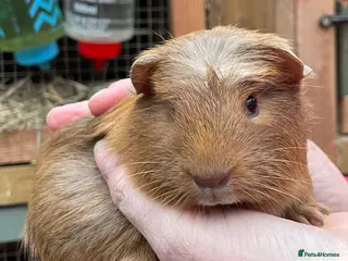 Guinea Pig rodents Baby Guinea pigs - Advert 11