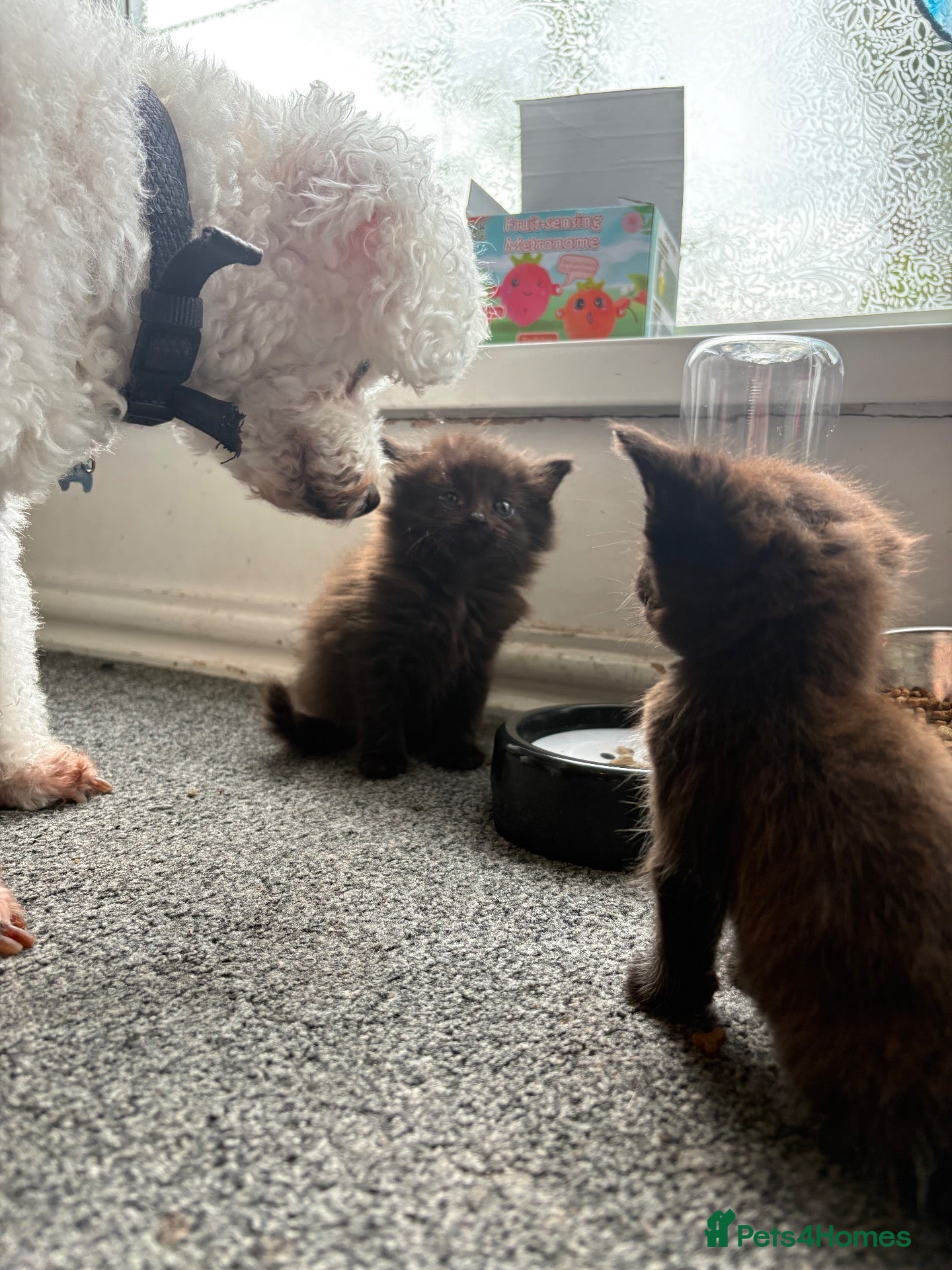 Mixed Breed cats One fluffy girl - Advert 1