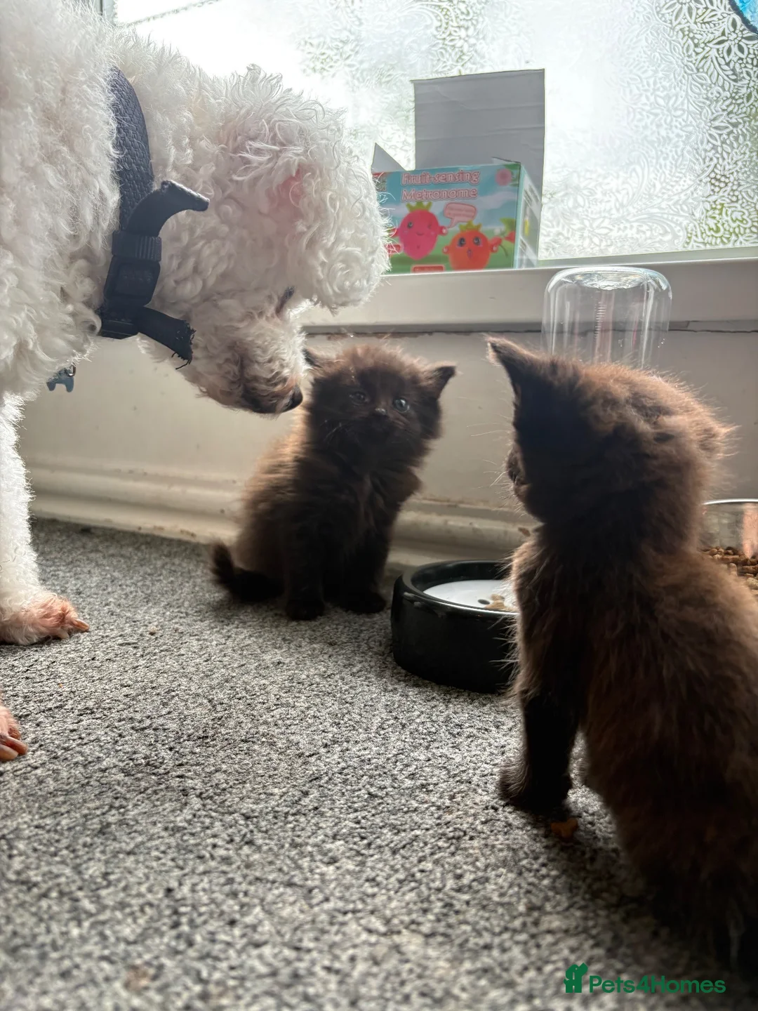 Mixed Breed cats for sale: One fluffy girl - Advert 1