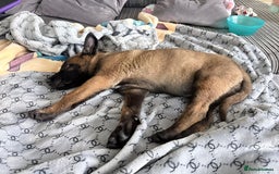 Belgian Shepherd Dog dogs for sale: belgian malinois  - Advert 5