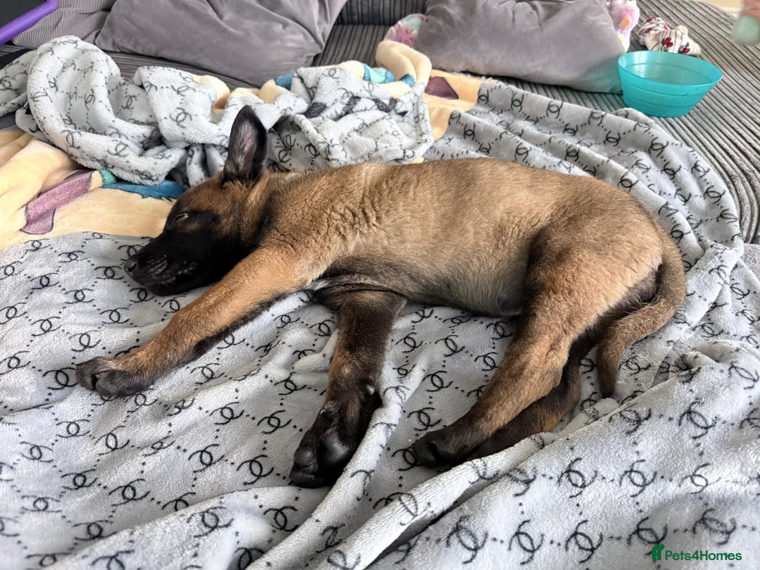 Belgian Shepherd Dog dogs for sale: belgian malinois  - Advert 5