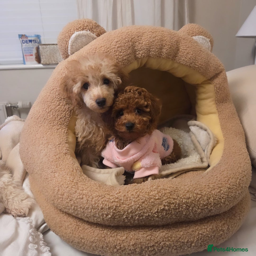Toy Poodle dogs for sale: Gorgeous TINY red female toy poodle puppy  - Advert 6