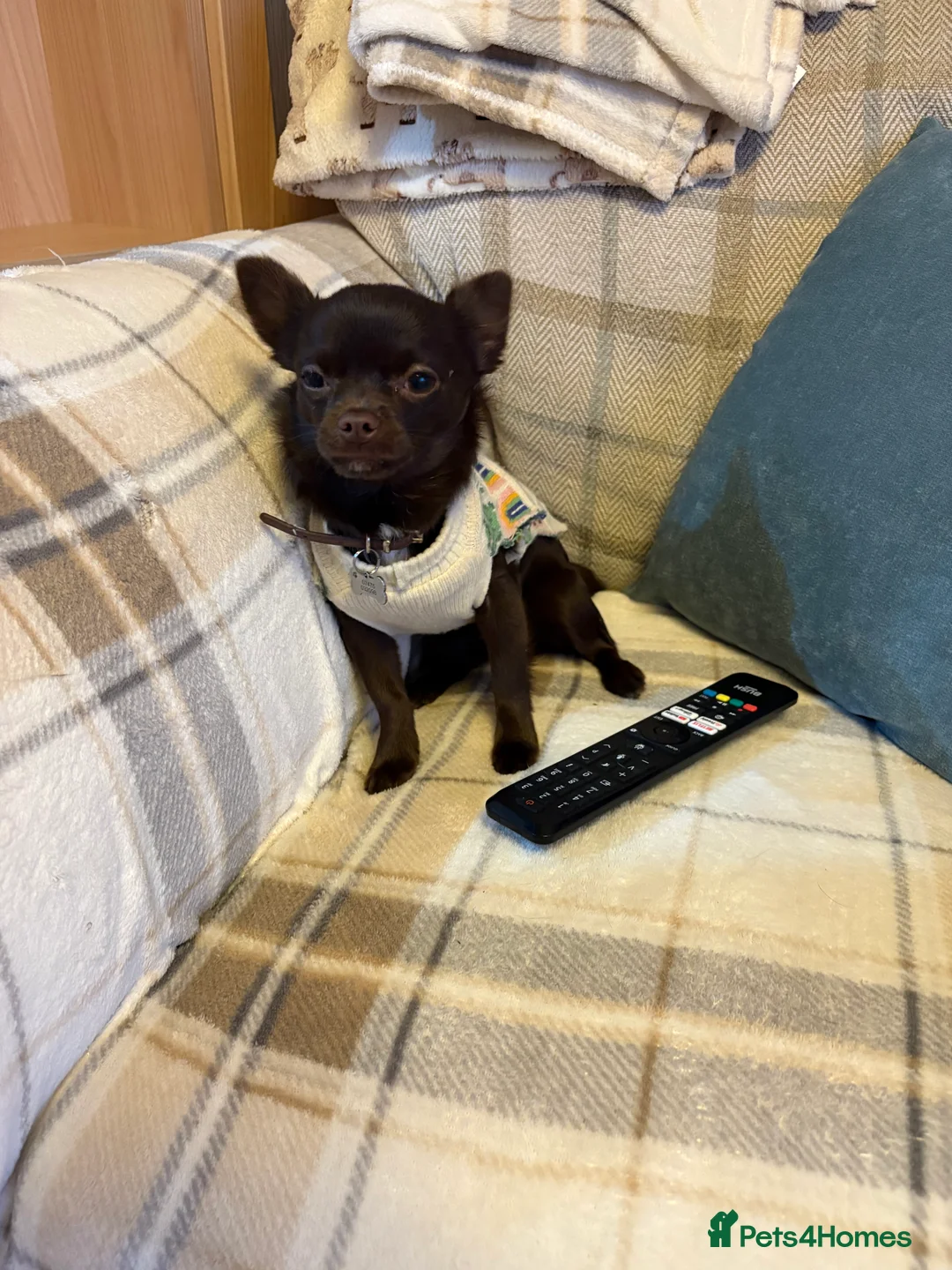 Chihuahua dogs for sale: T cup chocolate chihuahua boy - Advert 5