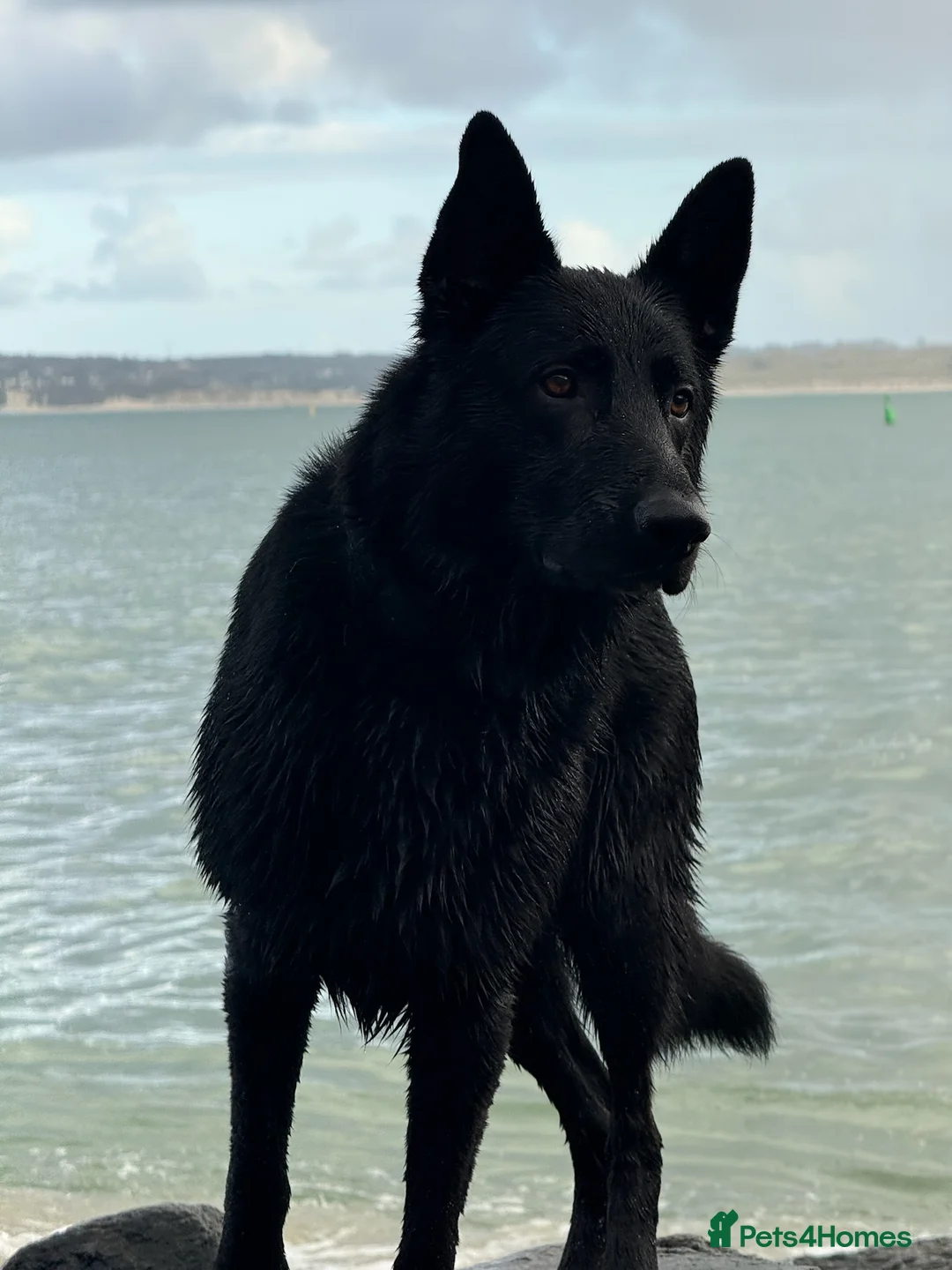 German Shepherd dogs for stud: Stunning black GSD - exceptional health and temper - Advert 5