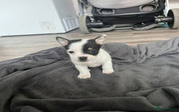 Mixed Breed dogs for sale: Beautiful small jack Russell/ chihuahua  - Image 7