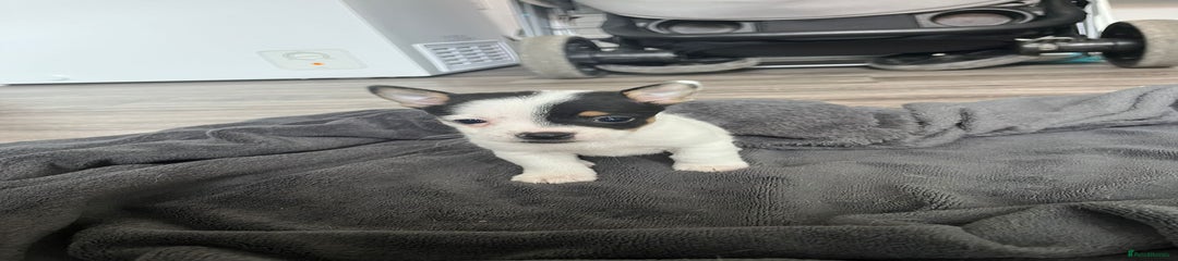 Mixed Breed Puppy 2