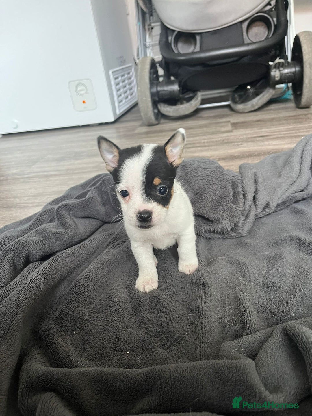 Mixed Breed dogs for sale: Beautiful small jack Russell/ chihuahua  - Image 7