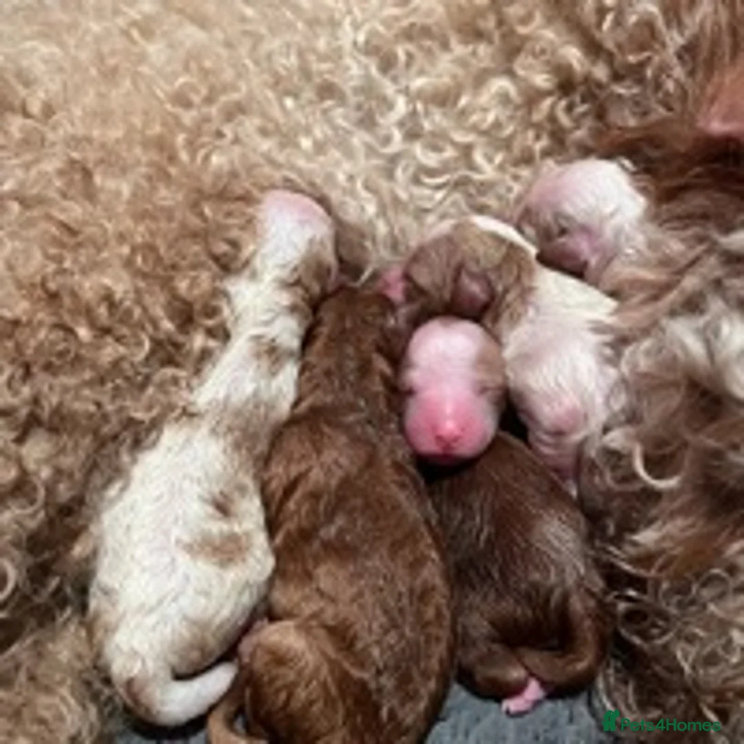 Cavapoo dogs for stud: F1 PROVEN Toy Cavapoo DNA Clear stud in Stafford - Advert 8