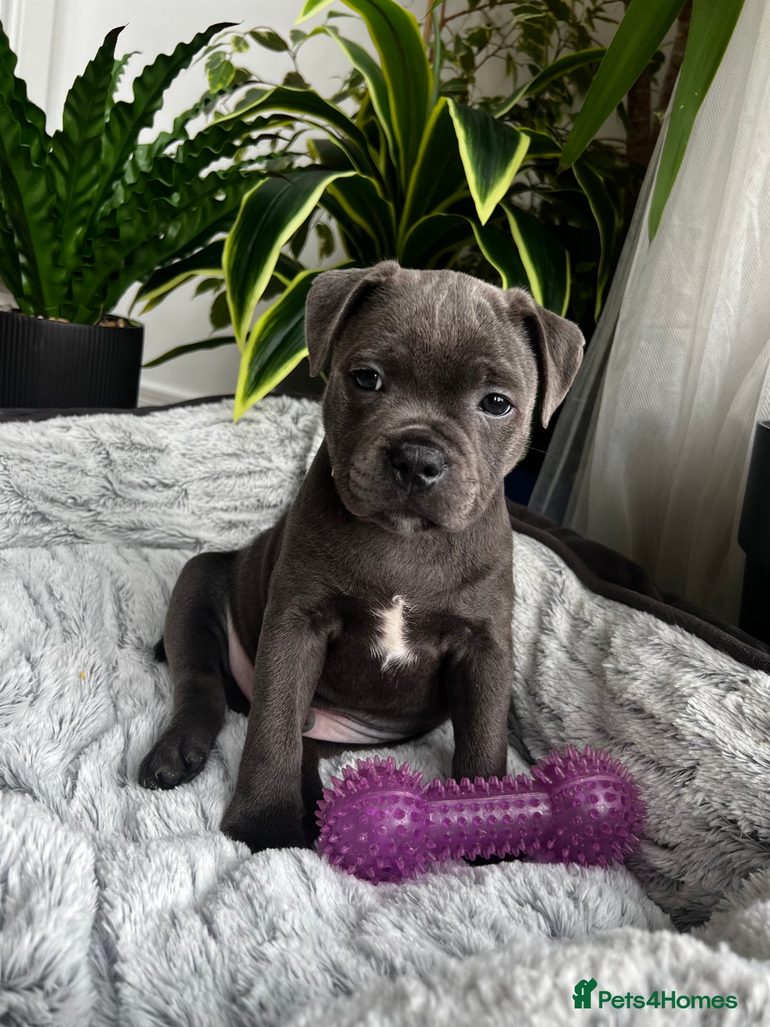Staffordshire Bull Terrier dogs for sale: 🔷 Pharaon Champion Line Pups 🔷 in Wolverhampton - Image 7