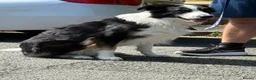 Border Collie dogs for stud: Large Tri color border collie STUD  in Deeside - Advert 5