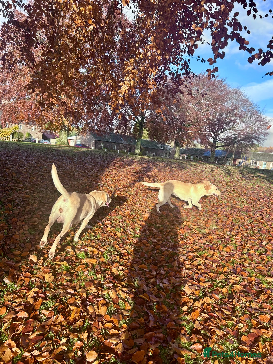 Labrador Retriever dogs for sale: Beautiful KC Reg Lab Pups - Advert 16