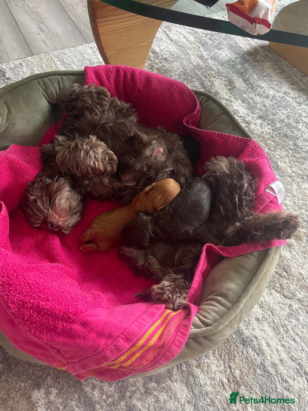Cockapoo dogs for sale: STUNNING F2 cockapoo puppies for sale  - Advert 14