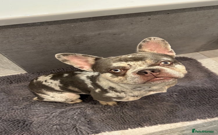French Bulldog dogs - Advert 6