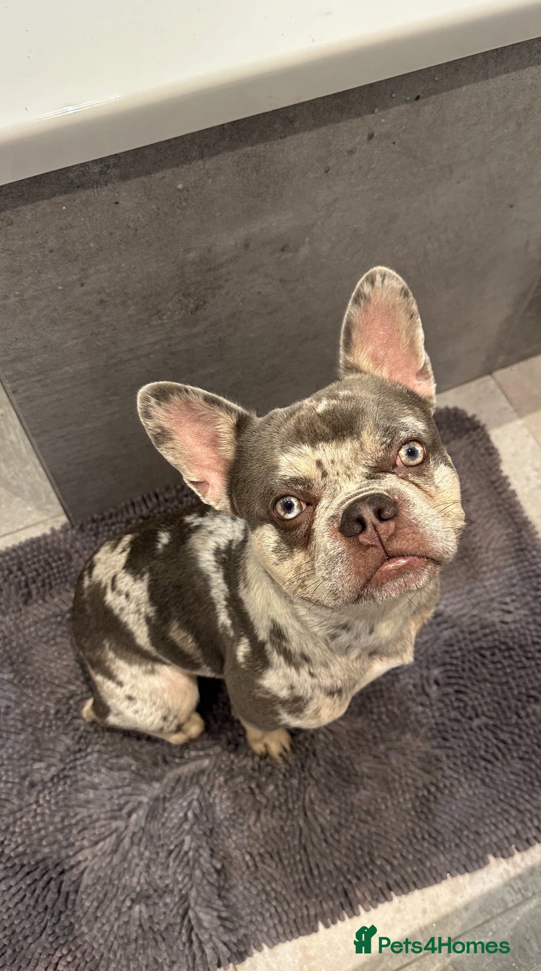 French Bulldog dogs for stud: Ace ready for Stud - Image 1