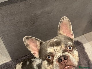 French Bulldog dogs - Advert 22