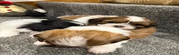 Shih Tzu dogs for sale: Late Summer Shihtzu Puppies - Advert 12