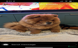 Chow Chow dogs for sale: 3 year old chow chow  - Image 2